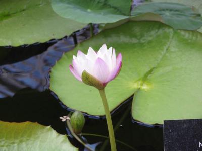 ロンドン郊外 D線上の貴婦人