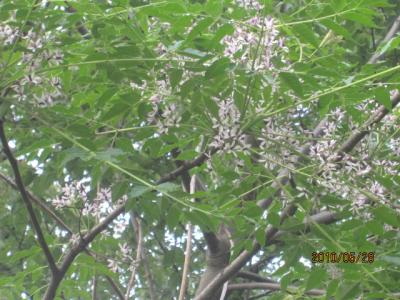 野川公園・「栴檀の花」。