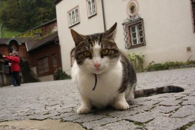 ウィーン・ザルツブルグの旅⑤ザルツブルグの猫マリちゃん Wien/Salzburg