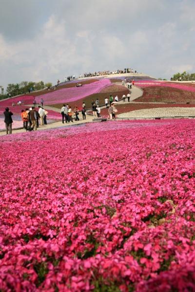 小さな旅●愛知茶臼山高原・天空の花回廊 芝桜の丘