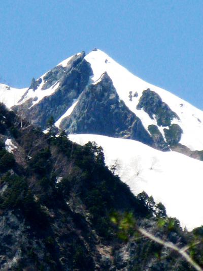上高地-5　徳沢･明神自然探勝路を戻る　☆ニリンソウ:の花*再見！