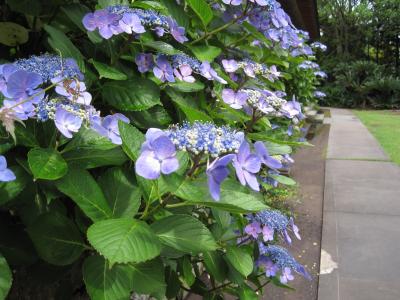 ひと足早く紫陽花の寺・円蔵院へ