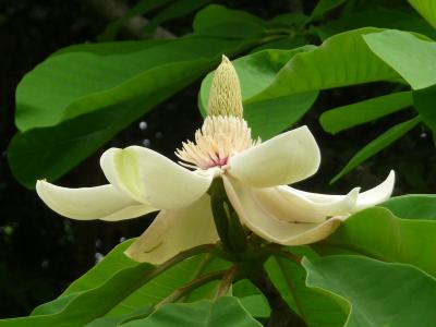 ８２京丹波町秘密基地　京丹波町　秘密基地　5月末　朴の木 に花が咲きました