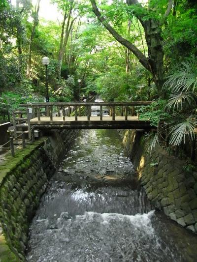 東京、世田谷の真ん中に喧騒を遠ざける素敵な森を味わう。等々力渓谷散歩