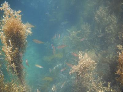 南越前ダイビングパークでシュノーケリング