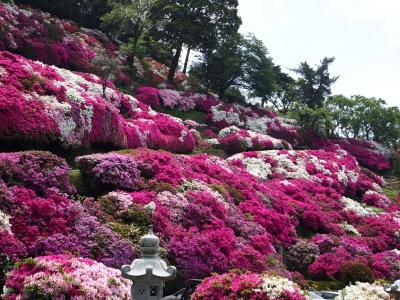 【石見路006】三隅公園でツツジの魅力を再発見！