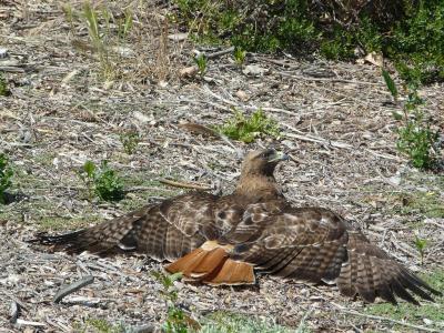 ☆空の悪役　アカオノスリ（Red-tailed Hawk)、休憩中☆