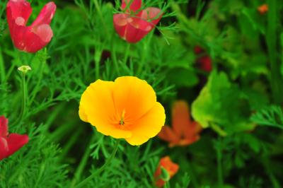 花の里　長瀞・