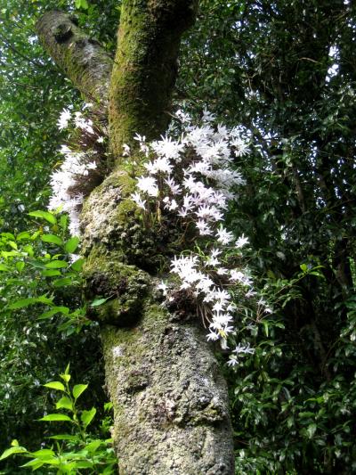 高尾山ハイキング