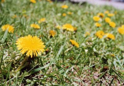 キタキツネに遭遇！知床五分の二湖