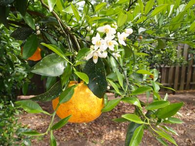 【長門路002】萩・夏みかんまつり、花の香りに包まれて