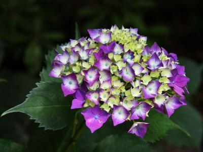 紫陽花　イン　長崎　興福寺