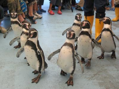 ★夏の水族館★