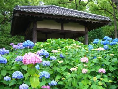 藤森神社　あじさい紀行