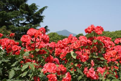 京都府立植物園　薔薇と花菖蒲