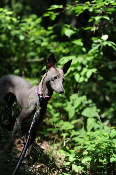 愛犬と初めてのお泊り