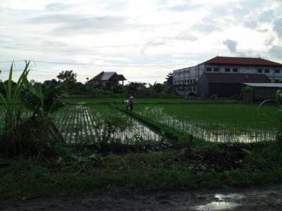 バリには今度いつ行けるかな??