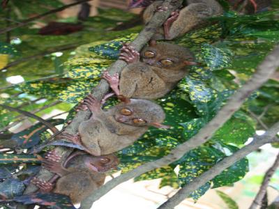 まったり行こう　香港、セブ、ボホールへ【ぐるっとボホール観光編】