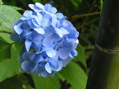 鎌倉　2008/07/05①　明月院ブルー　見事な紫陽花