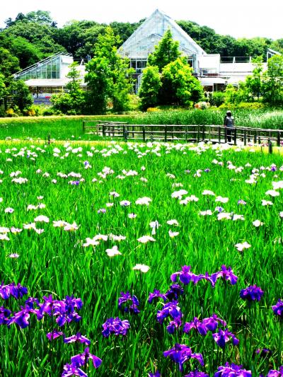 清水公園-2　花ファンタジアのハナショウブ園　☆睡蓮も華を添えて