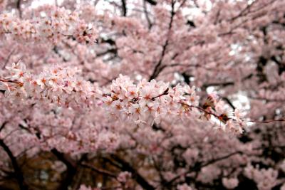 砧公園の桜