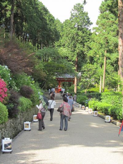 梅雨の合い間の三室戸寺のあじさい