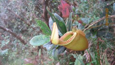 キナバル山ー４