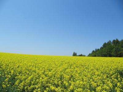 2010年6月 滝川「菜の花畑」と砂川「すながわスイートロード」