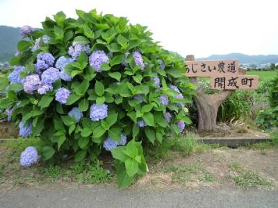 2010 さわやかウォーキング 松田 開成町 アジサイ＆ハナアオイ ウォーキング