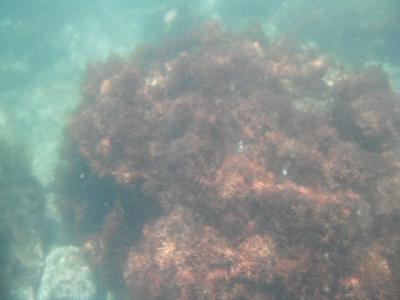 沼津　しし浜でシュノーケリング