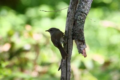 梅雨入り前に、信州(7) 上高地の生き物たち ～2010年6月～