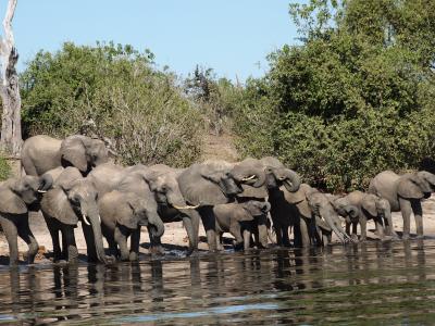 ビクトリアフォールズからチョベ国立公園1日ツアー