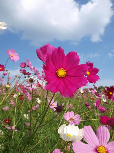 万博公園のコスモス、一眼レフの撮影実習初体験