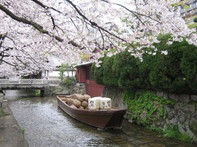 京都　高瀬川の桜