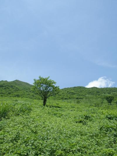 メタボ予防はじめました。　『第１４回　足慣らしのつもりが途中でダウン･･･伊吹山。』