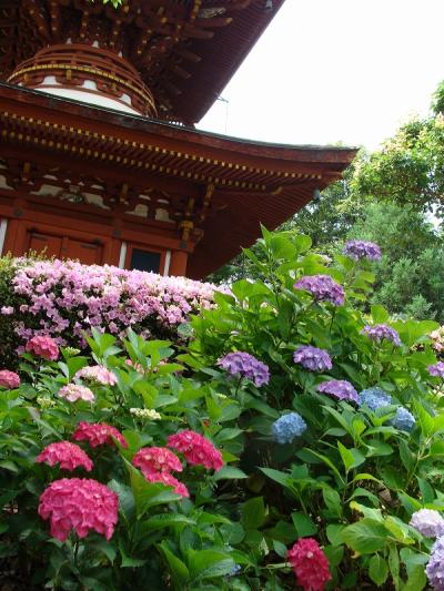 色の饗宴「あじさい園」！橿原・久米寺