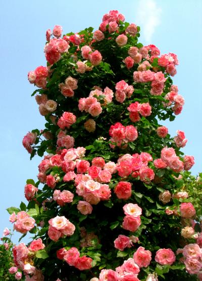 京成バラ園C　野薔薇/ワイルドローズも花盛り　☆多種多様な系譜で