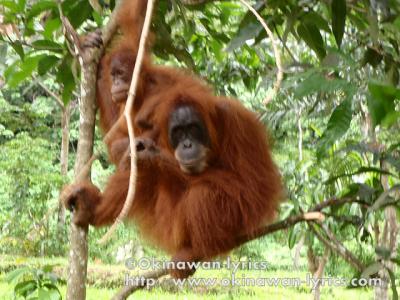 インドネシア周遊　その１：スマトラ島