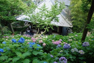 ■鎌倉アジサイ■長谷寺～成就院