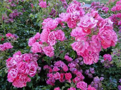 ☆薔薇に紫陽花、色んなお花、百花繚乱のサンマテオ・セントラルパーク☆