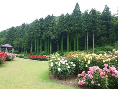 さくらんぼ狩りと温泉と～山形♪ 3日間　②。。。 「 あらきそば 」 ＆ 東沢バラ公園 。。。