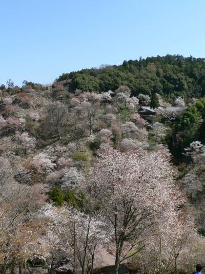 日本の旅　関西を歩く　奈良県吉野山の五郎平茶屋周辺の上千本、中千本