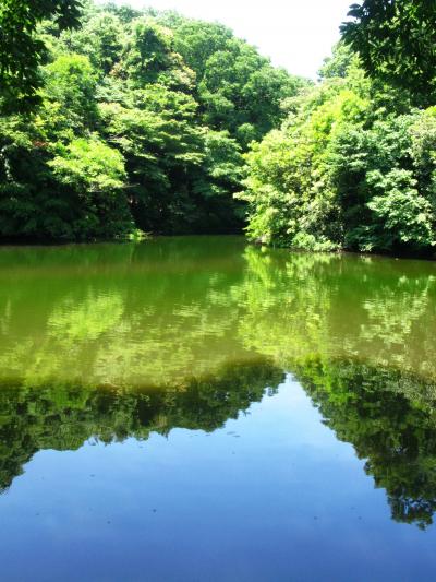 明治神宮-2　御苑の睡蓮・花菖蒲*今盛りに　☆清正井は人気上昇！