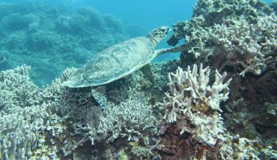 慶良間諸島 渡嘉敷島にて