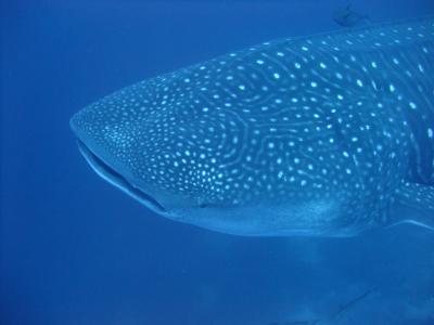 ガラパゴスに関する旅行記・ブログ(6ページ)【フォートラベル ガラパゴスに関する旅行記・ブログ(6ページ)【フォートラベル