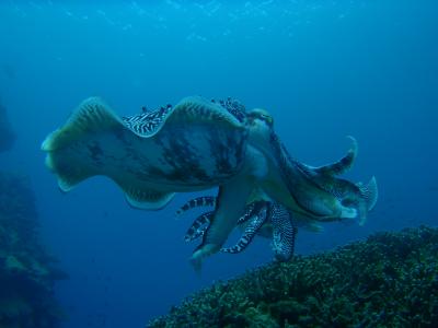 西表島 シークレットポイント