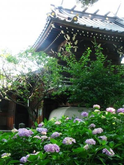 白山神社；あじさいまつり後も見ごろ　☆ユリも咲き始めて