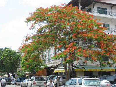 リストラ・リハビリ・心の旅　カンボジア　プノンペン　108通りと宿周辺