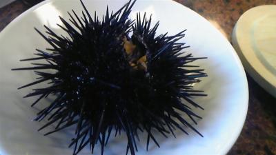 日帰りバスツアーでうに丼を食べに♪ 10年6月