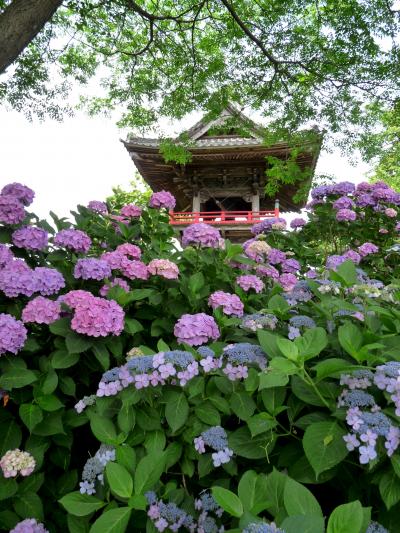 熊谷のあじさい寺　能護寺